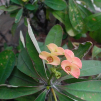 official-thread-lenovo-p770