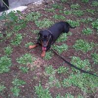 dicari-yg-punya-dachshund--teckel-jantan-buat-kimpoi