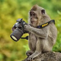 info-kecil-cameracoid