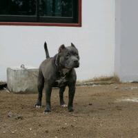 share-all-about-american-bully