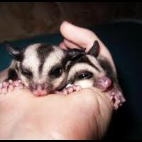 sugar-glider-joey