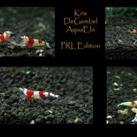 all-about-shrimp-red-cherry-red-bee-black-bee-neocaridina-caridina-dll