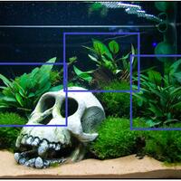 aquascape-for-everybody-learning-and-sharing