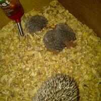 hedgehog-lover-come-in----2nd------part-4