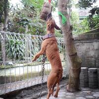 dog-lovers-cirebon