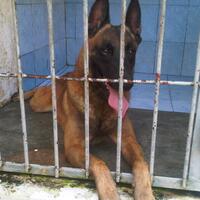 9733973397339733-anjing-belgian-malinois-dog-lovers-k9-police-club-9733973397339733