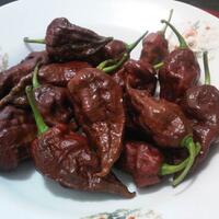 ayo-bertanam-cabe---hot--eksotis