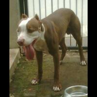 the-american-pitbull-lover039s---part-4