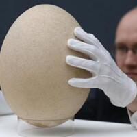 telur-dengan-harga-rp-438-juta