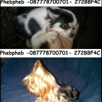 jual-anjing-super-murah-kualitas-ok-chihuahua-dan-yorkshire