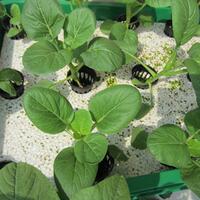 vegetable-lovers---official-thread---part-2