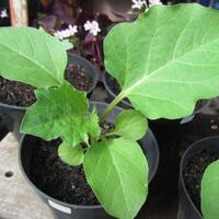 vegetable-lovers---official-thread---part-2