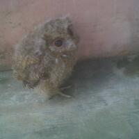thread-khusus-burung-hantu-owl-kaskus---part-4