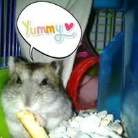 973397349733galery-foto-hamsterlovers-masuk973397349733