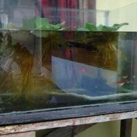 molly--guppy--platty--swordtail--dan-sejenisnya--masuk-ya-gan