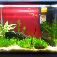 efek-aquascape-yang-sengaja-di-masukin-cacing-sutra