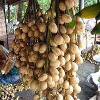 buah-made-in-indonesia