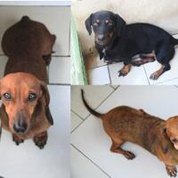 dachshund-lovers----part-2