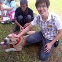 share-all-about-american-bully