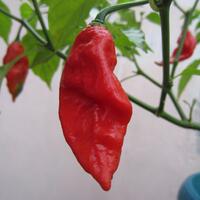 ayo-bertanam-cabe---hot--eksotis