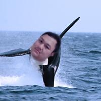 share-serba-serbi-bajaj-pulsar-all-variants---part-4