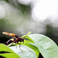 nongkrong-bareng-macro-micro-photography