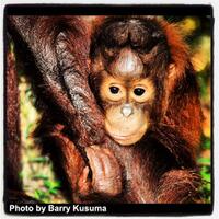 tanjung-puting-borneo-konservasi-orang-utan-terbesar-didunia