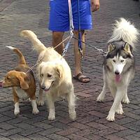 new-siberian-husky-lovers---read-page-1-for-update---part-2