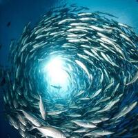 7-foto-menakjubkan-yang-diambil-di-bawah-air