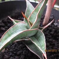 lidah-naga-sansevieria-flora--sansiviera---si-tajam-anti-polusi---part-3