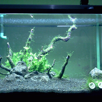 all-about-shrimp-red-cherry-red-bee-black-bee-neocaridina-caridina-dll