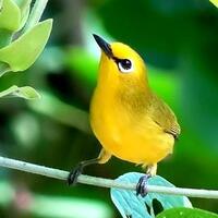 9829982996169616-burung-kaca-mata96169616-98299829