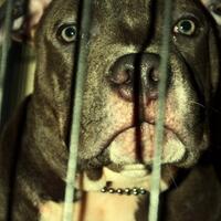 share-all-about-american-bully