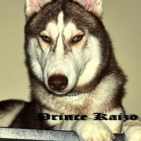 new-siberian-husky-lovers---read-page-1-for-update---part-2