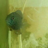 cichlidae-african-american-etc