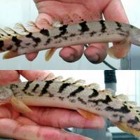 polypterus-aka-palmas-lounge-part-ii-ask-sharing--post-your-bichir-here