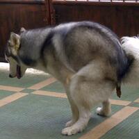 new-siberian-husky-lovers---read-page-1-for-update---part-2