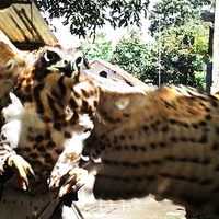 tentang-burung-predator