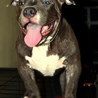 share-all-about-american-bully