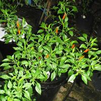 ayo-bertanam-cabe---hot--eksotis