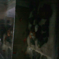 molly--guppy--platty--swordtail--dan-sejenisnya--masuk-ya-gan