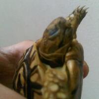 93787769378776937-all-about-tortoise-93787769378776937---part-2