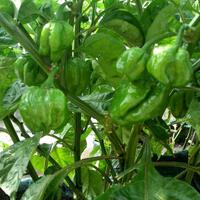 ayo-bertanam-cabe---hot--eksotis