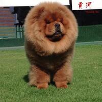 chowchow-lovers