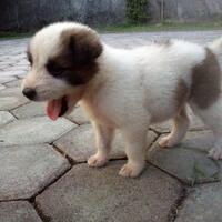 anjing-kampung-mongrel-mix-breed-campuran-silangan-lover039s---part-2