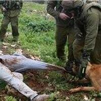 bukti-kebiadaban-bangsa-israel