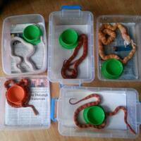 colubrid-lovers-silakan-masuk