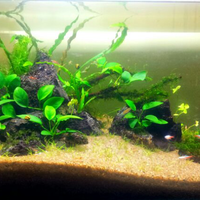 aquascape-for-everybody-learning-and-sharing