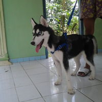 new-siberian-husky-lovers---read-page-1-for-update---part-2