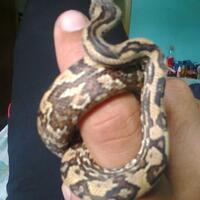 candoia-lover-mono-pohon--mono-tanah-ngumpul-di-sini-yuk